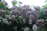 bad_langensalza_rosengarten_07_2017_060