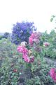bad_langensalza_rosengarten_07_2017_061