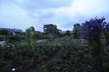 bad_langensalza_rosengarten_07_2017_062