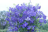 bad_langensalza_rosengarten_07_2017_063