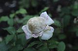 bad_langensalza_rosengarten_07_2017_064