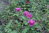 bad_langensalza_rosengarten_07_2017_067