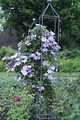 bad_langensalza_rosengarten_07_2017_068