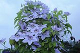 bad_langensalza_rosengarten_07_2017_070