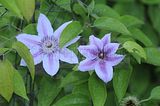 bad_langensalza_rosengarten_07_2017_071