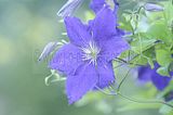 bad_langensalza_rosengarten_07_2017_072