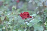 bad_langensalza_rosengarten_07_2017_073