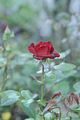 bad_langensalza_rosengarten_07_2017_074