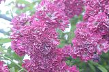 bad_langensalza_rosengarten_07_2017_075