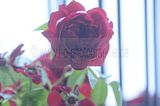 bad_langensalza_rosengarten_07_2017_076