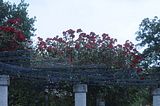 bad_langensalza_rosengarten_07_2017_077