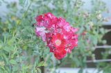 bad_langensalza_rosengarten_07_2017_079
