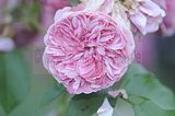 bad_langensalza_rosengarten_07_2017_080