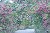 bad_langensalza_rosengarten_07_2017_081