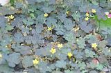 bad_langensalza_rosengarten_07_2017_082