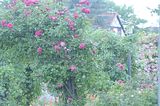 bad_langensalza_rosengarten_07_2017_083