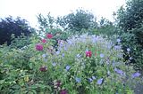 bad_langensalza_rosengarten_07_2017_085