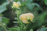 bad_langensalza_rosengarten_07_2017_089