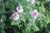 bad_langensalza_rosengarten_07_2017_090