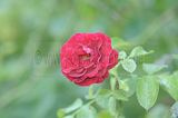 bad_langensalza_rosengarten_07_2017_091
