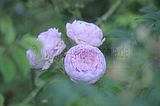 bad_langensalza_rosengarten_07_2017_092