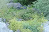 bad_langensalza_rosengarten_07_2017_093
