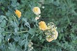 bad_langensalza_rosengarten_07_2017_094