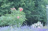 bad_langensalza_rosengarten_07_2017_095