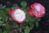 bad_langensalza_rosengarten_07_2017_096