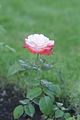 bad_langensalza_rosengarten_07_2017_097