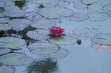 bad_langensalza_rosengarten_07_2017_100