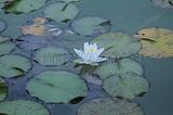 bad_langensalza_rosengarten_07_2017_103