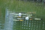 bad_langensalza_rosengarten_07_2017_104