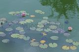 bad_langensalza_rosengarten_07_2017_106