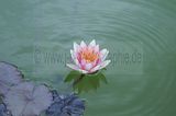 bad_langensalza_rosengarten_07_2017_108