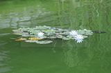 bad_langensalza_rosengarten_07_2017_109