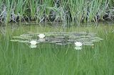 bad_langensalza_rosengarten_07_2017_110