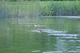 bad_langensalza_rosengarten_07_2017_111