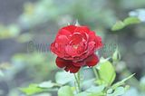 bad_langensalza_rosengarten_07_2017_115