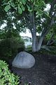 bad_langensalza_rosengarten_07_2017_117