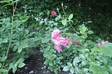 bad_langensalza_rosengarten_07_2017_118