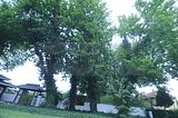 bad_langensalza_rosengarten_07_2017_120