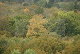 baumkronenpfad-herbst-104