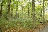 baumkronenpfad-herbst-11