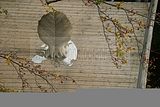 baumkronenpfad-herbst-110