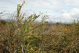 baumkronenpfad-herbst-111