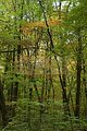 baumkronenpfad-herbst-118