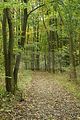 baumkronenpfad-herbst-125