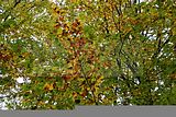baumkronenpfad-herbst-126