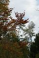 baumkronenpfad-herbst-128